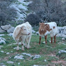 Two calves close to the trail